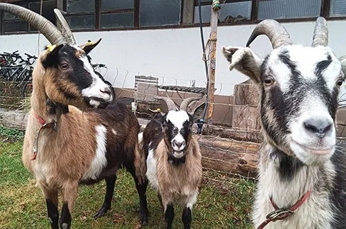 Schafe-und-Ziegen_01